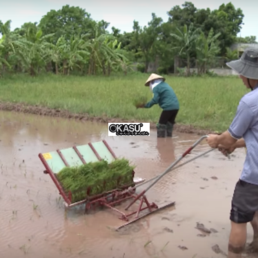 may cay lua khong dong co ma san hinh 1