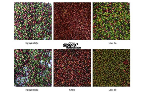 may phan loai mau ca phe hinh 10