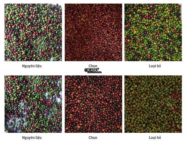 may phan loai mau ca phe hinh 8