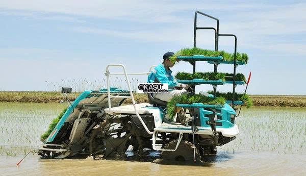 may cay lua kubota spv-6cmd hinh 0